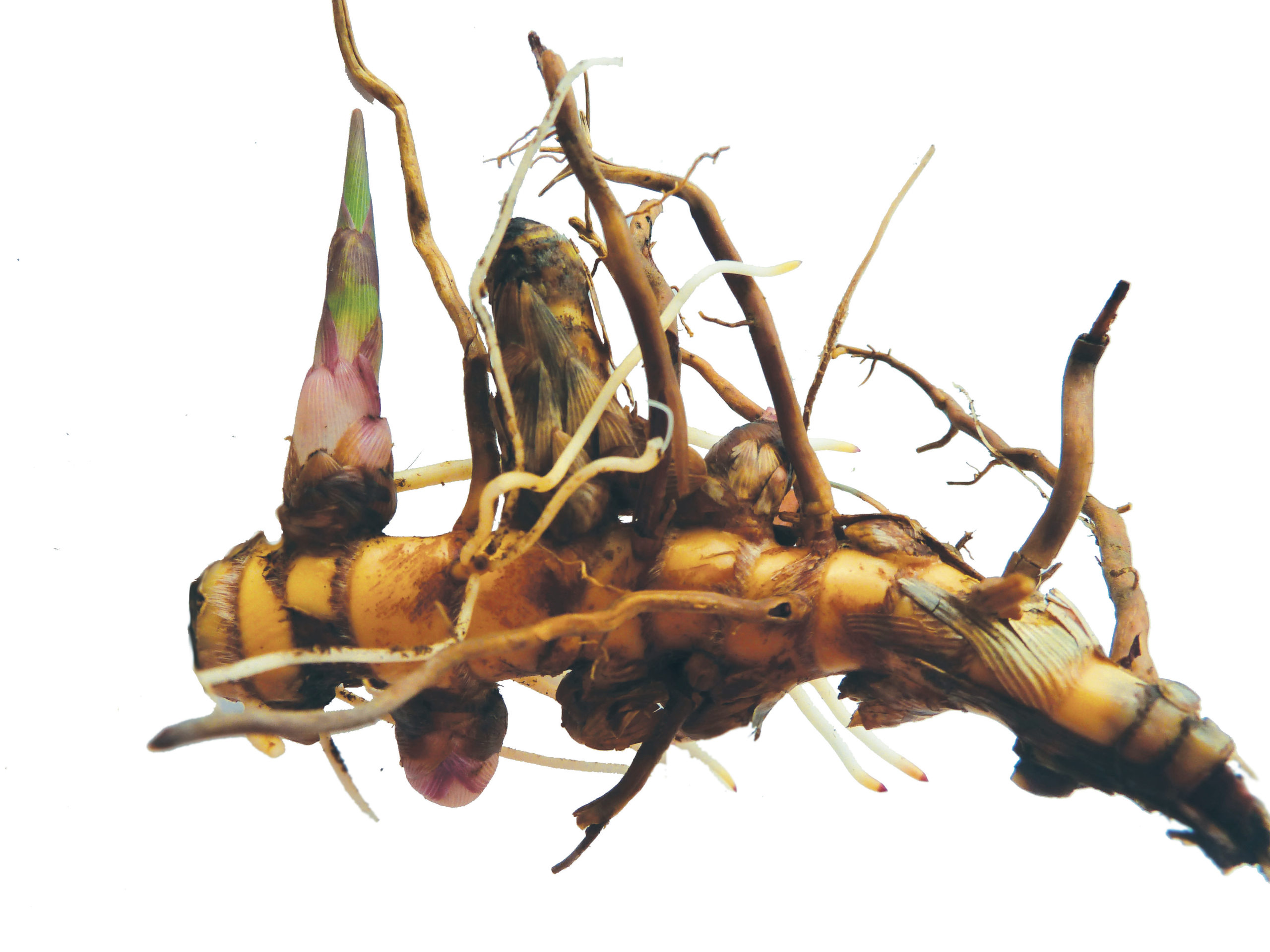 rhizome