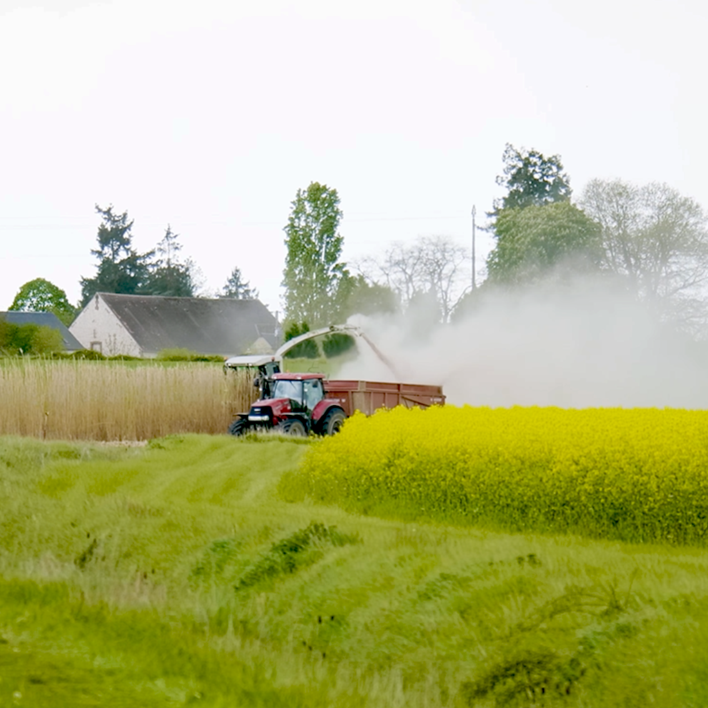 Agriculteur miscanthus
