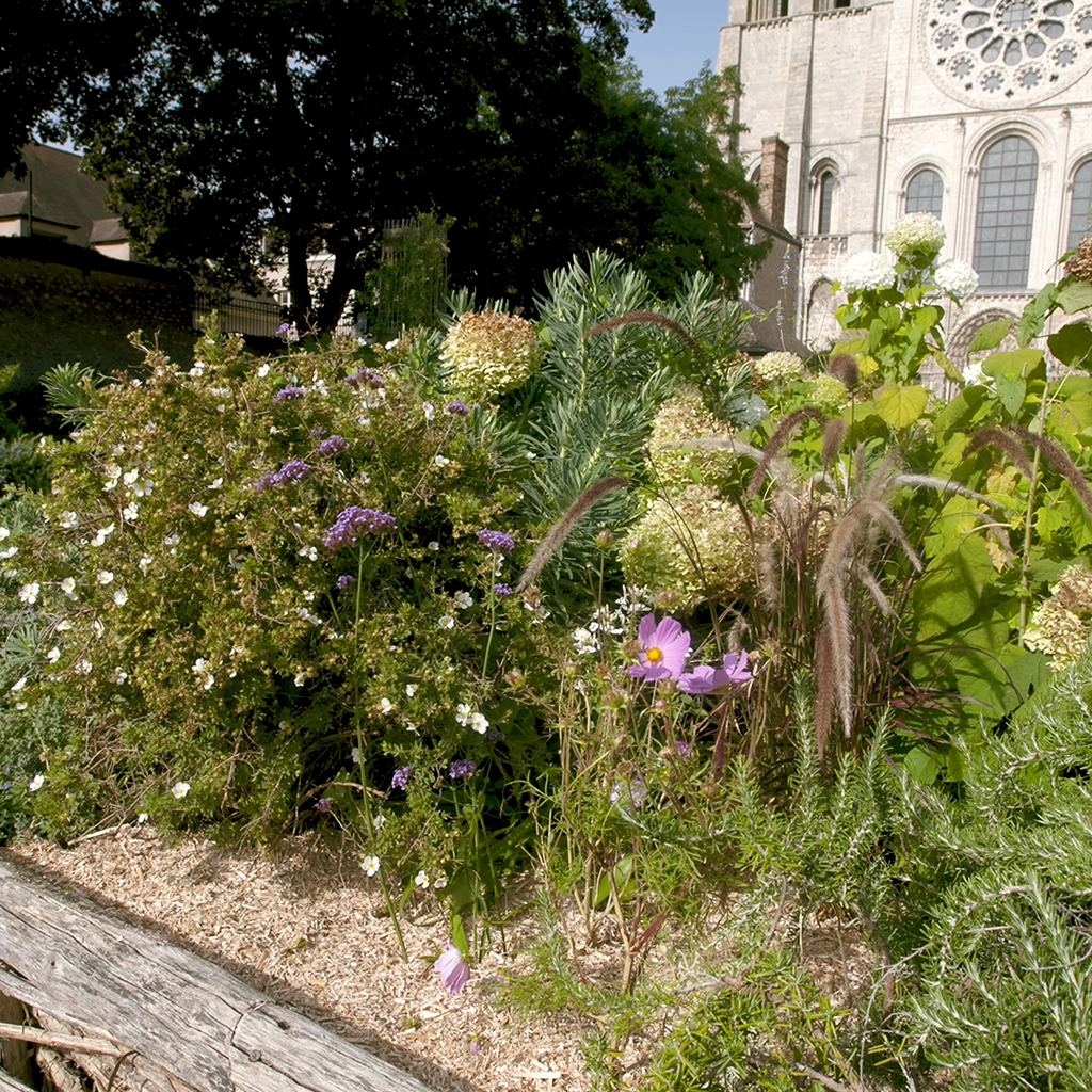 collectivité miscanthus 